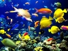 fish.jpg
