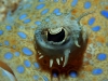 flounder-eye.jpg