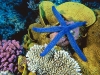 starfish2.jpg