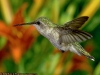 kolibri.jpg