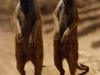 825045.jpg