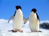 penguin.jpg